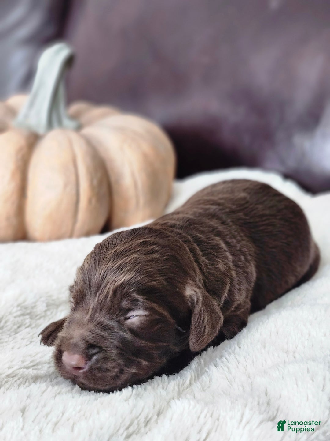 Labradoodle dogs for sale: Cane - Ad 4