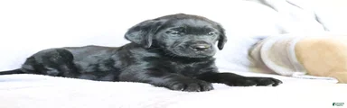 Sadie