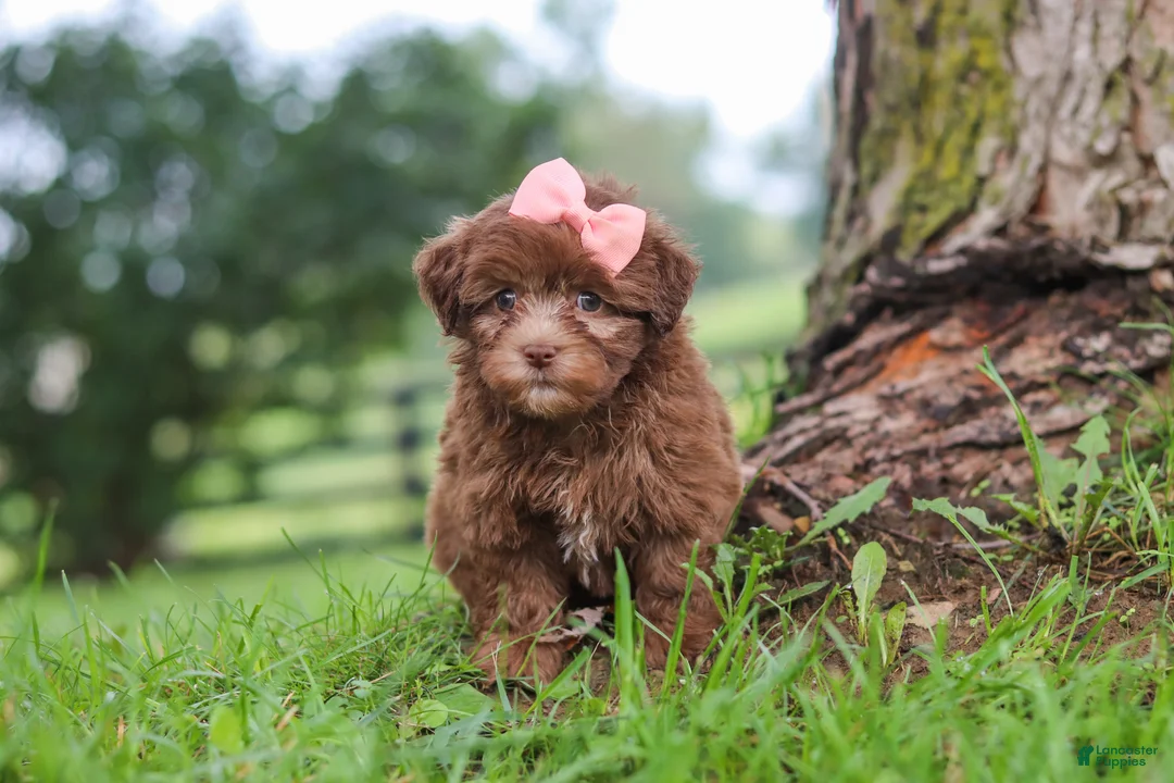 Havanese dogs for sale: Winnie - Ad 1