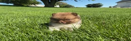 Pomeranian dogs for sale: (AKC) Buster - Ad 4