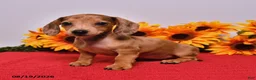 Miniature Dachshund dogs for sale: Daisy - Ad 5