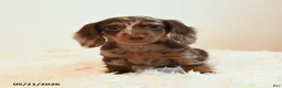 Miniature Dachshund dogs for sale: Stretch - Ad 5