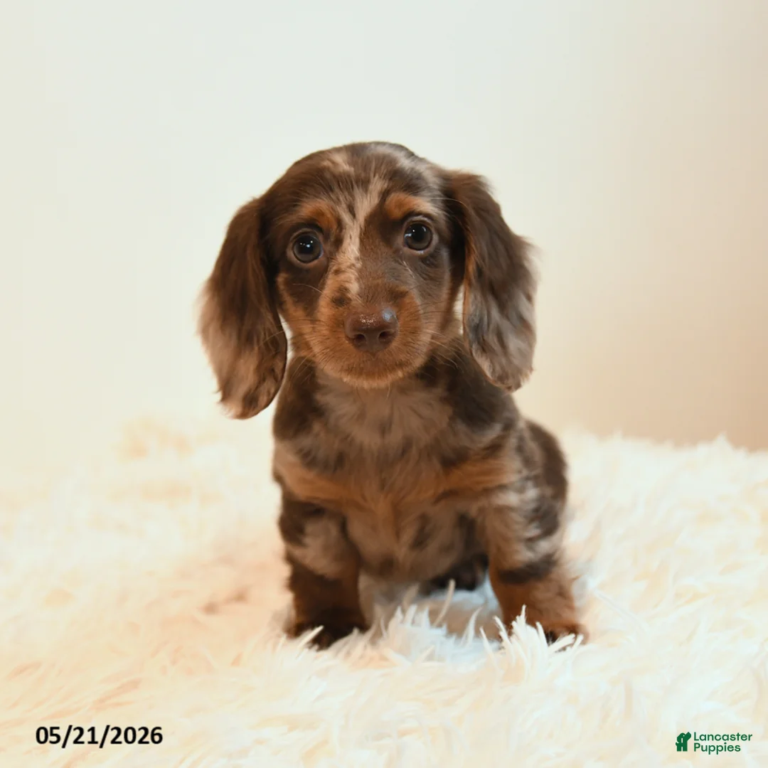 Miniature Dachshund dogs for sale: Stretch - Ad 5