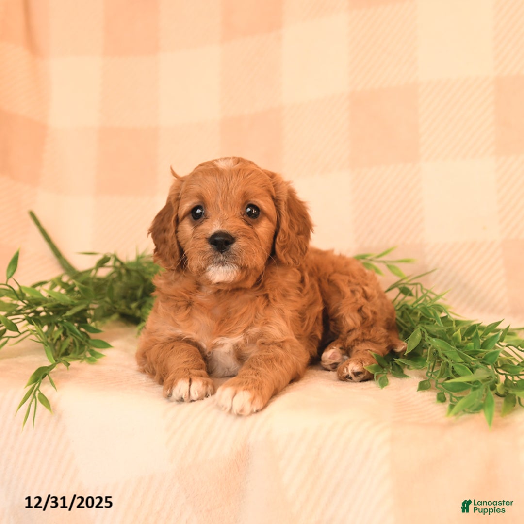Cavapoo dogs for sale: Cherish - Ad 4