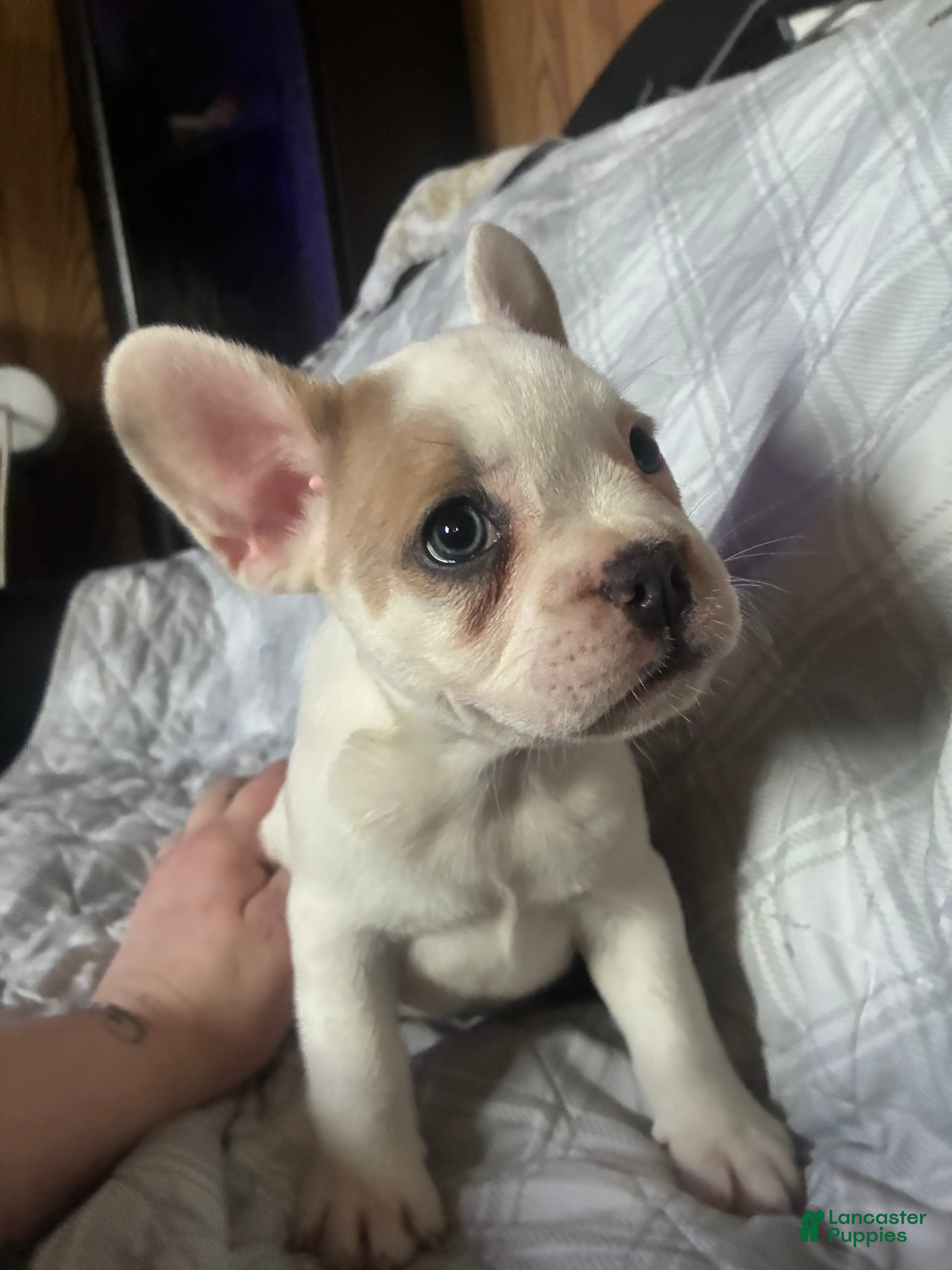 French Bulldog dogs French Bulldog Puppy 7 (standard fur) - Ad 2