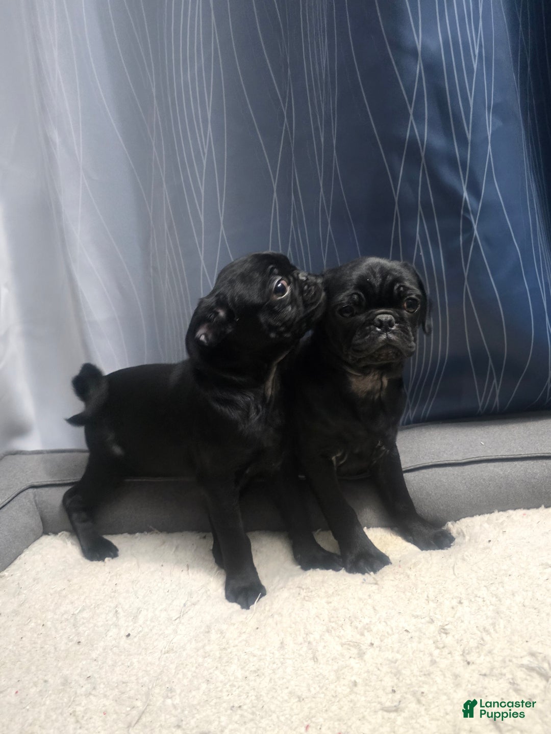 Pug dogs for sale: Pug Puppy 1 - Ad 4