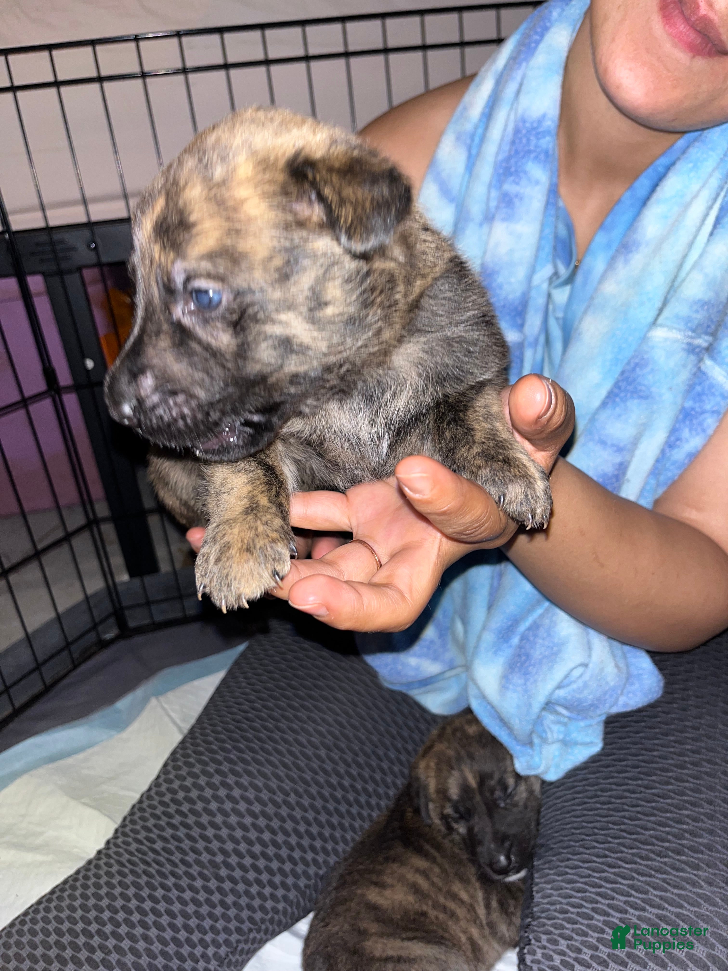 Mixed Breed dogs GREEN - Ad 2