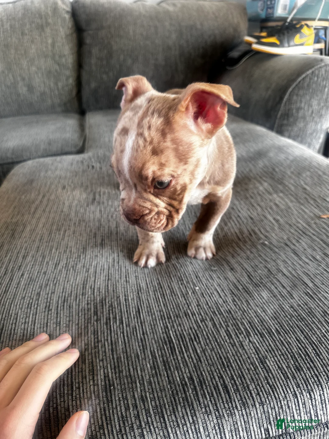 Mixed Breed dogs for sale: Merle male - Ad 1