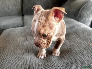 Mixed Breed dogs Merle male - Ad 12