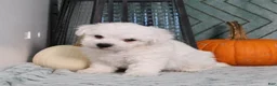Bichon Frise dogs for sale: JohnnyBoy - Ad 3