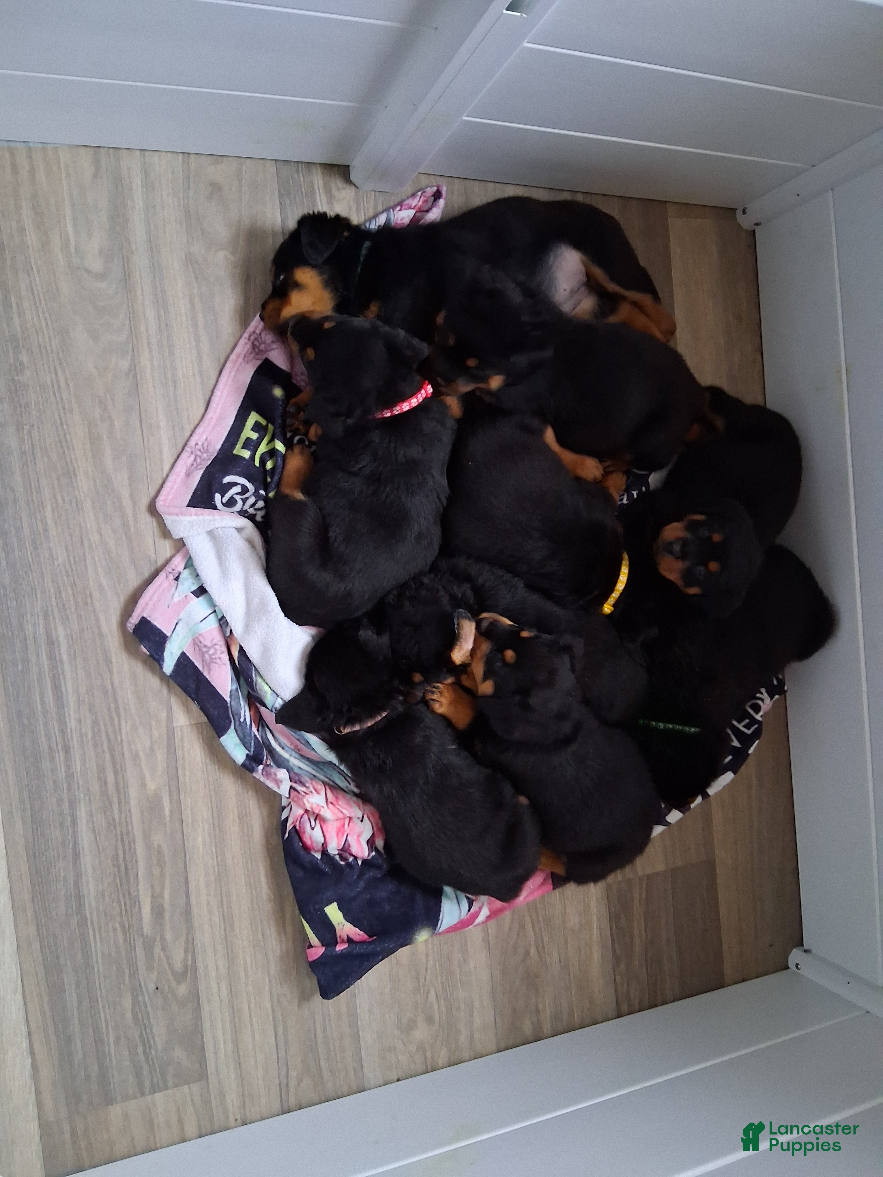 Rottweiler dogs Rottweiler Puppy 5 - Ad 1