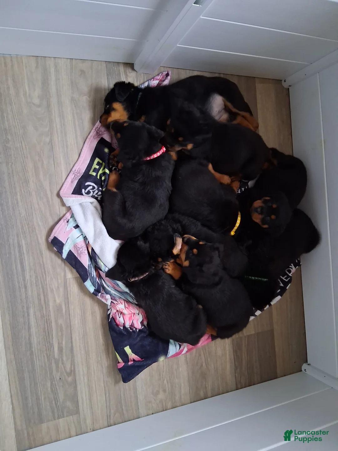 Rottweiler dogs for sale: Rottweiler Puppy 5 - Ad 1