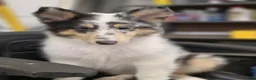 Collie dogs for sale: Larry - Ad 2