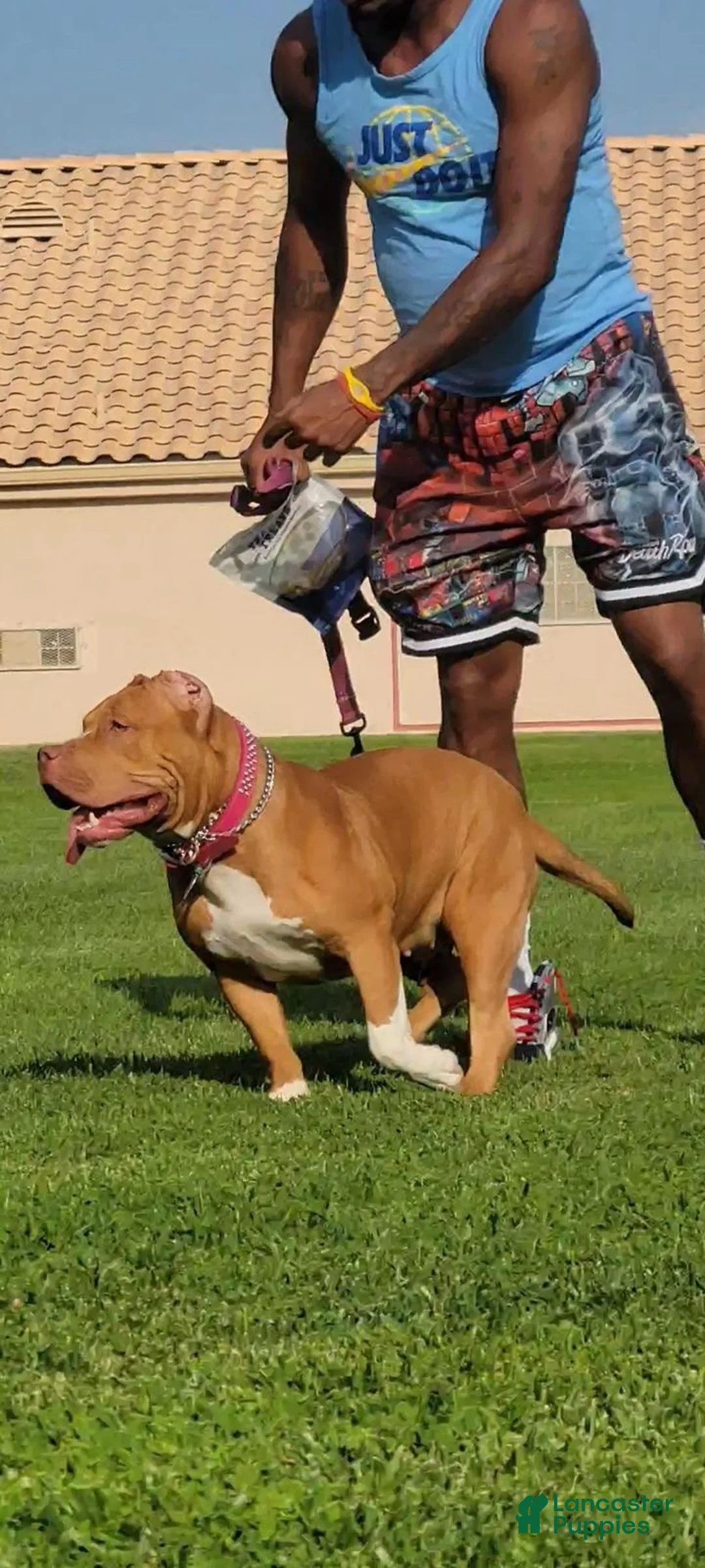 American Bully dogs for sale: American Bully 1 - Ad 2
