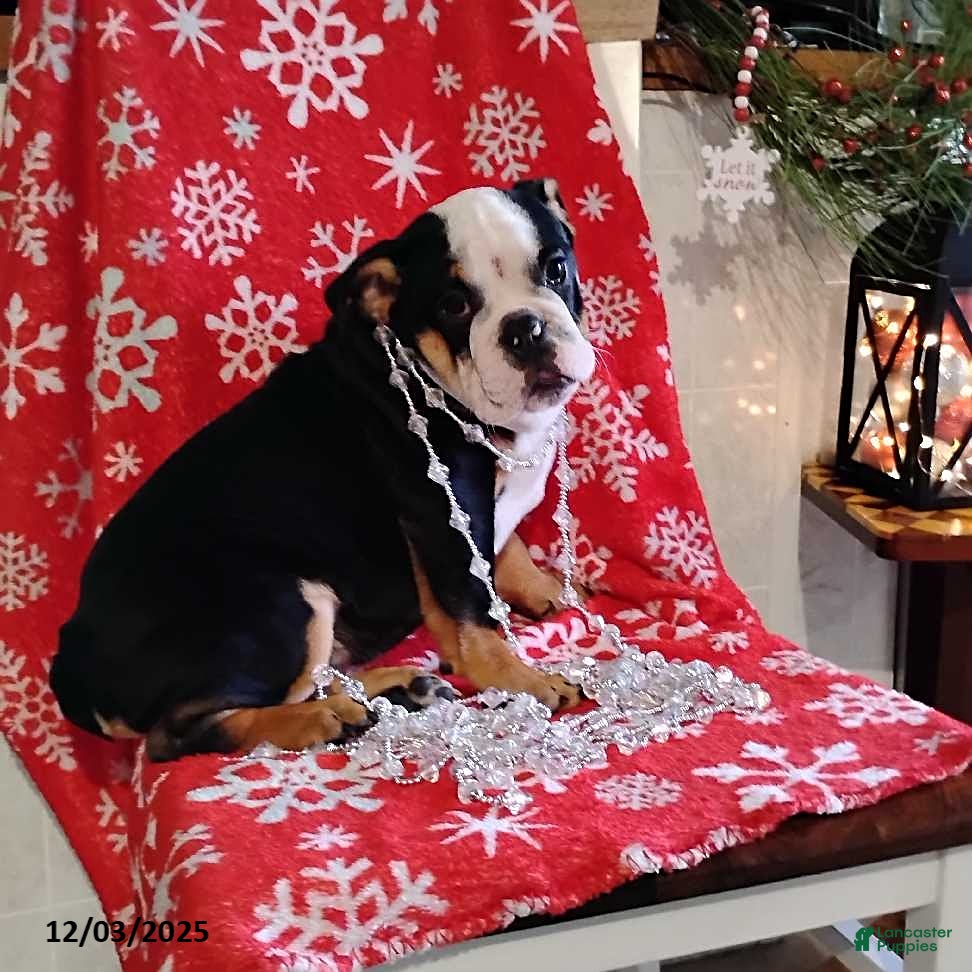 English Bulldog dogs Reuben - Ad 2