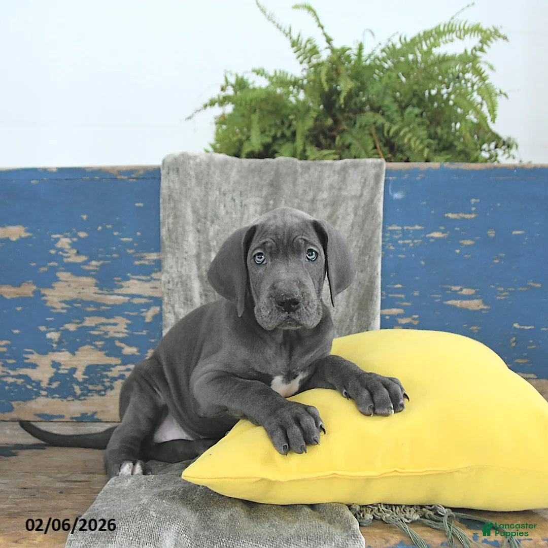 Great Dane dogs for sale: Cleopatra - Ad 3
