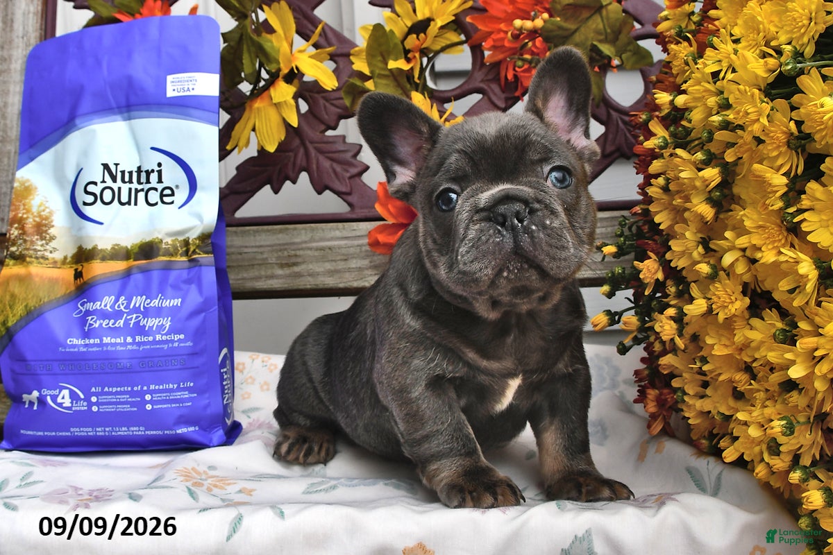 French Bulldog dogs Winston - Ad 1