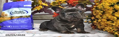 Winston