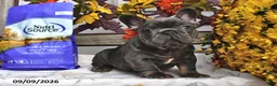 French Bulldog dogs for sale: Winston - Ad 1