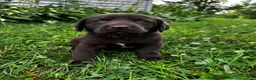 Labrador Retriever dogs for sale: Shelly - Ad 2