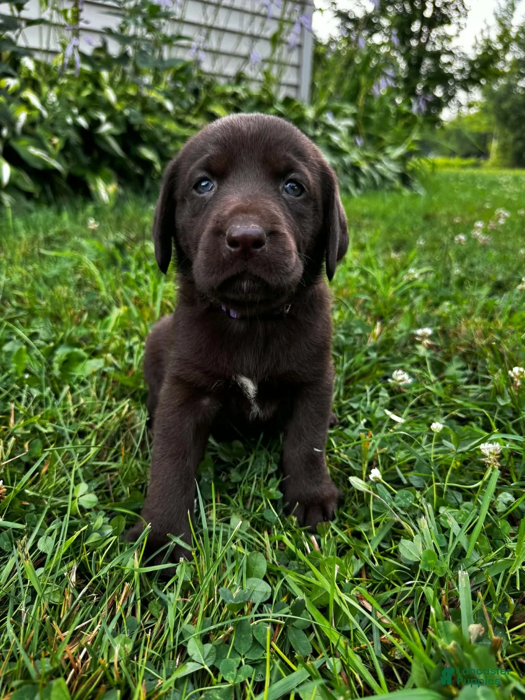 Labrador Retriever dogs for sale: Shelly - Ad 2