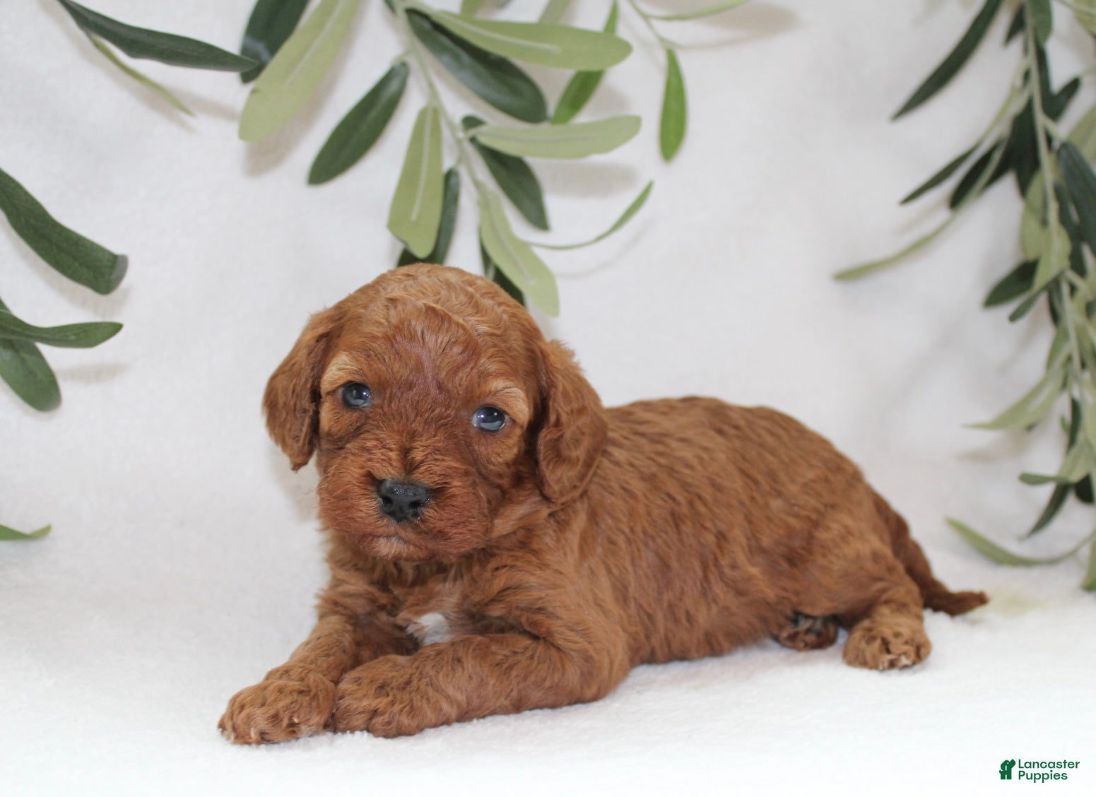 Cavapoo dogs Izzy - Ad 1