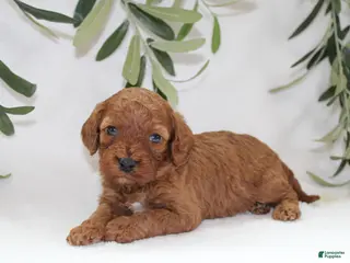 Cavapoo dogs for sale: Izzy - Ad 3