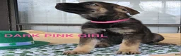 German Shepherd dogs for sale: Blue Boy - Ad 15