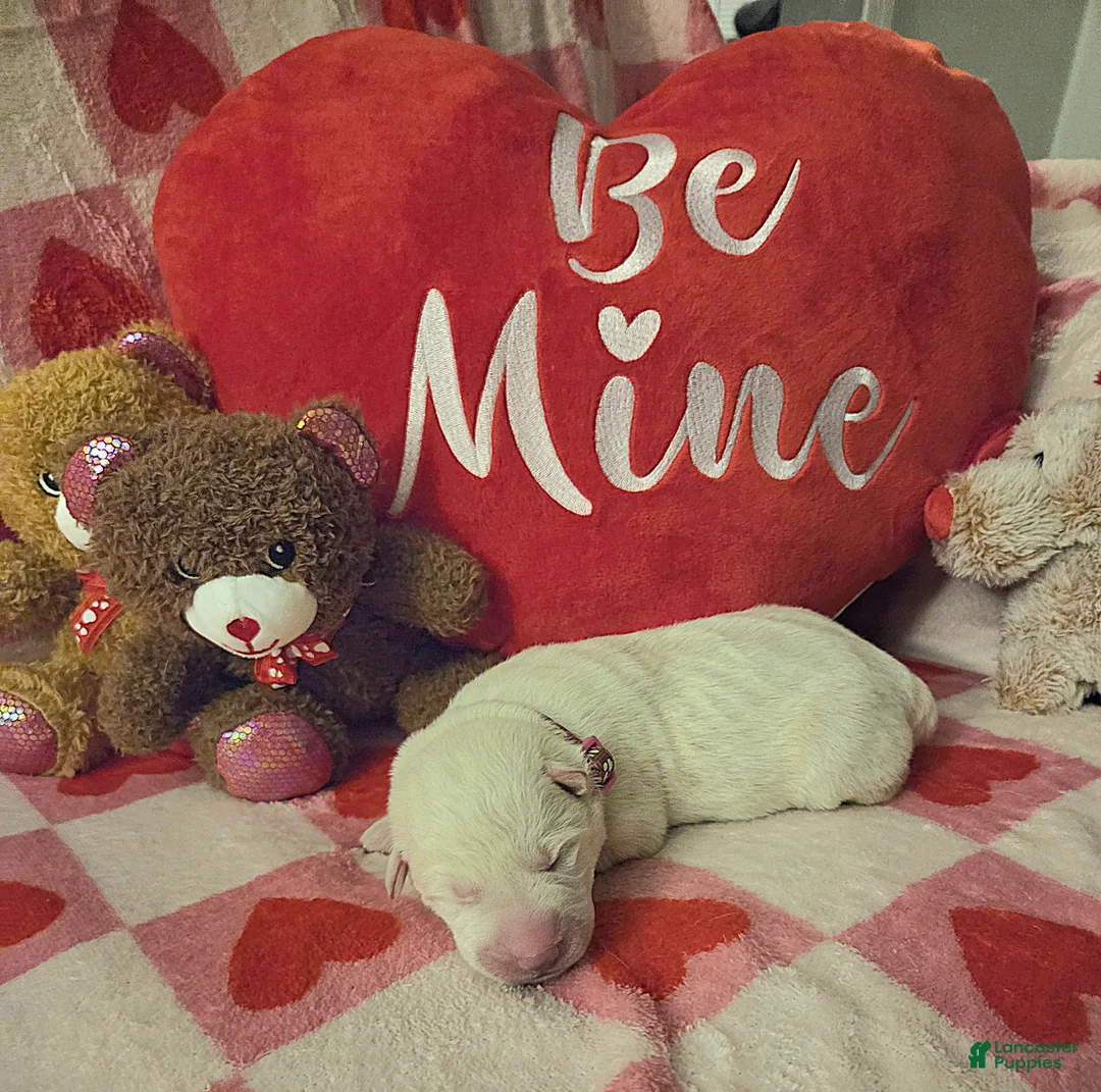 German Shepherd dogs for sale: German Shepherd Puppy 4 - Ad 3