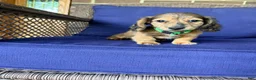 Miniature Dachshund dogs for sale: Maisy - Ad 11