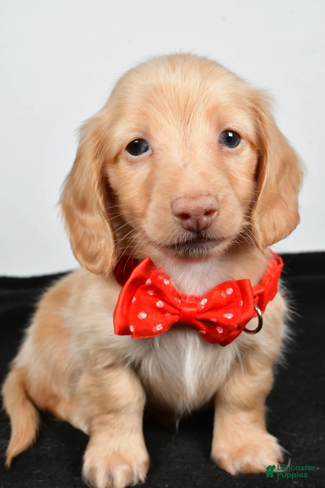 Miniature Dachshund dogs for sale: Alex - Ad 6