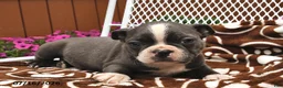 Boston Terrier dogs for sale: Milo - Ad 2