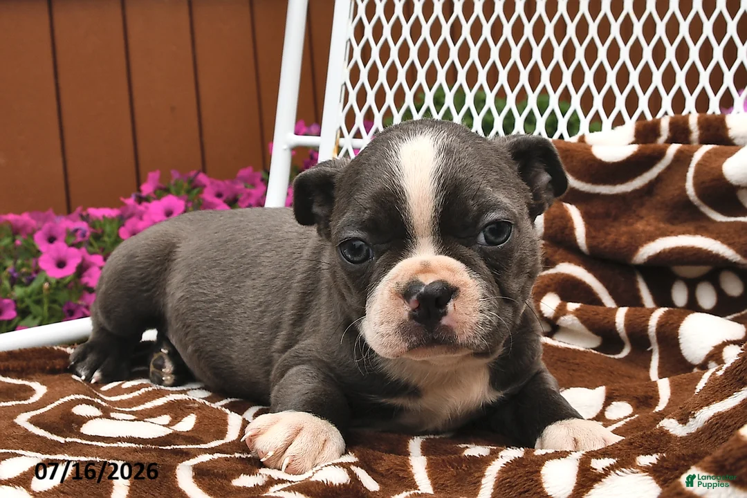 Boston Terrier dogs for sale: Milo - Ad 2