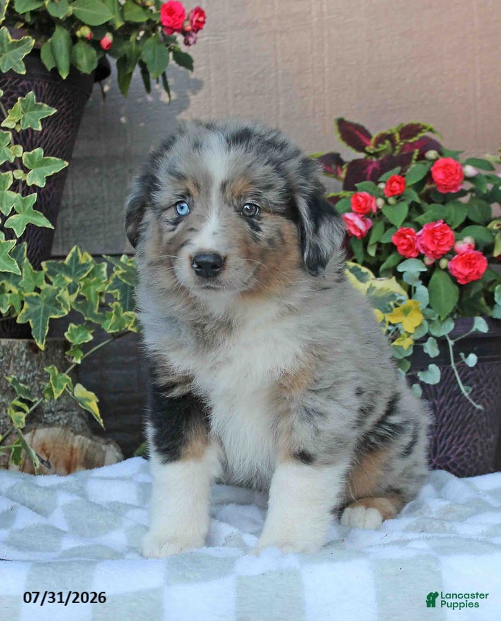 Australian Shepherd dogs Murphy - Ad 1