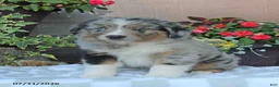 Australian Shepherd dogs for sale: Murphy - Ad 1