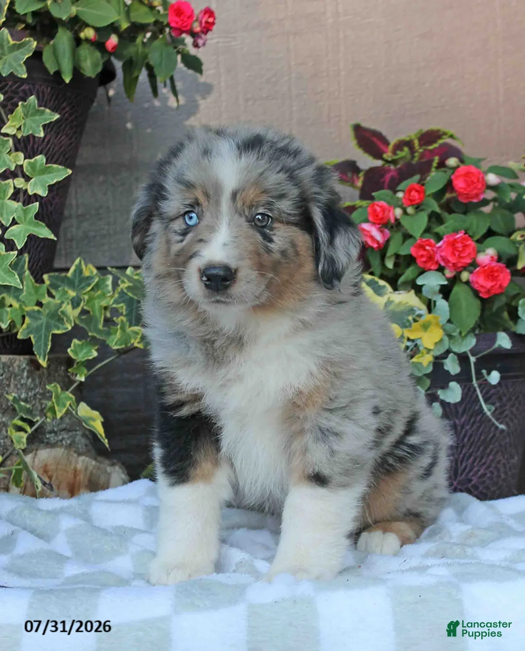 Australian Shepherd dogs for sale: Murphy - Ad 1