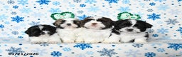 Shih Tzu dogs for sale: Lucy - Ad 5