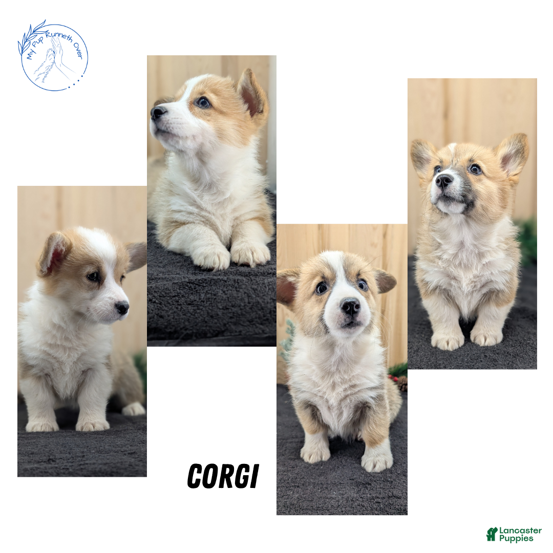 Welsh Corgi Pembroke dogs for sale: Sky - Ad 13