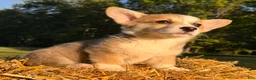 Welsh Corgi Pembroke dogs for sale: Mable - Ad 9