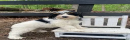 Bernedoodle dogs for sale: Holden - Ad 5