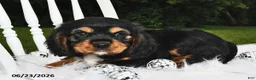Beaglier dogs for sale: Cory - Ad 3