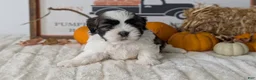 Shih Tzu dogs for sale: Kylo - Ad 3