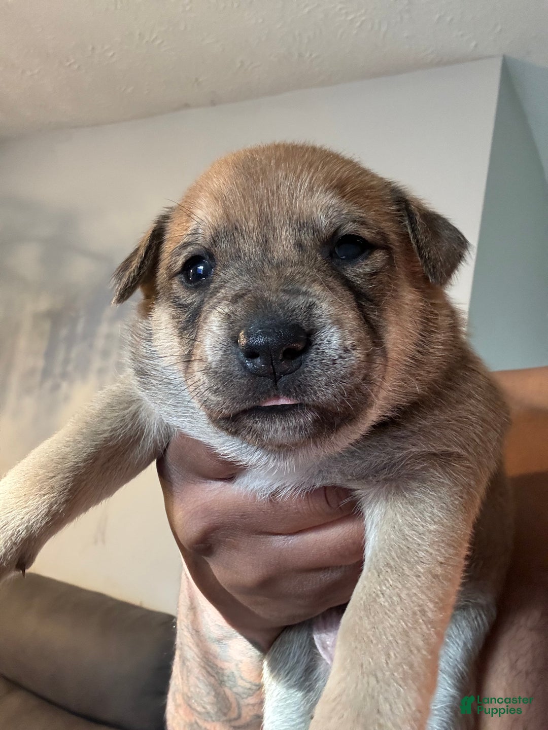 Mixed Breed dogs for sale: Mixed Breed Puppy 3 - Ad 2