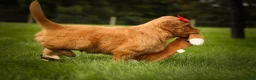 Golden Retriever dogs for sale: Hunter💙 - Ad 12