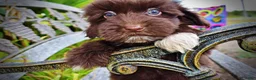 Havapoo dogs for sale: Kricket - Ad 5