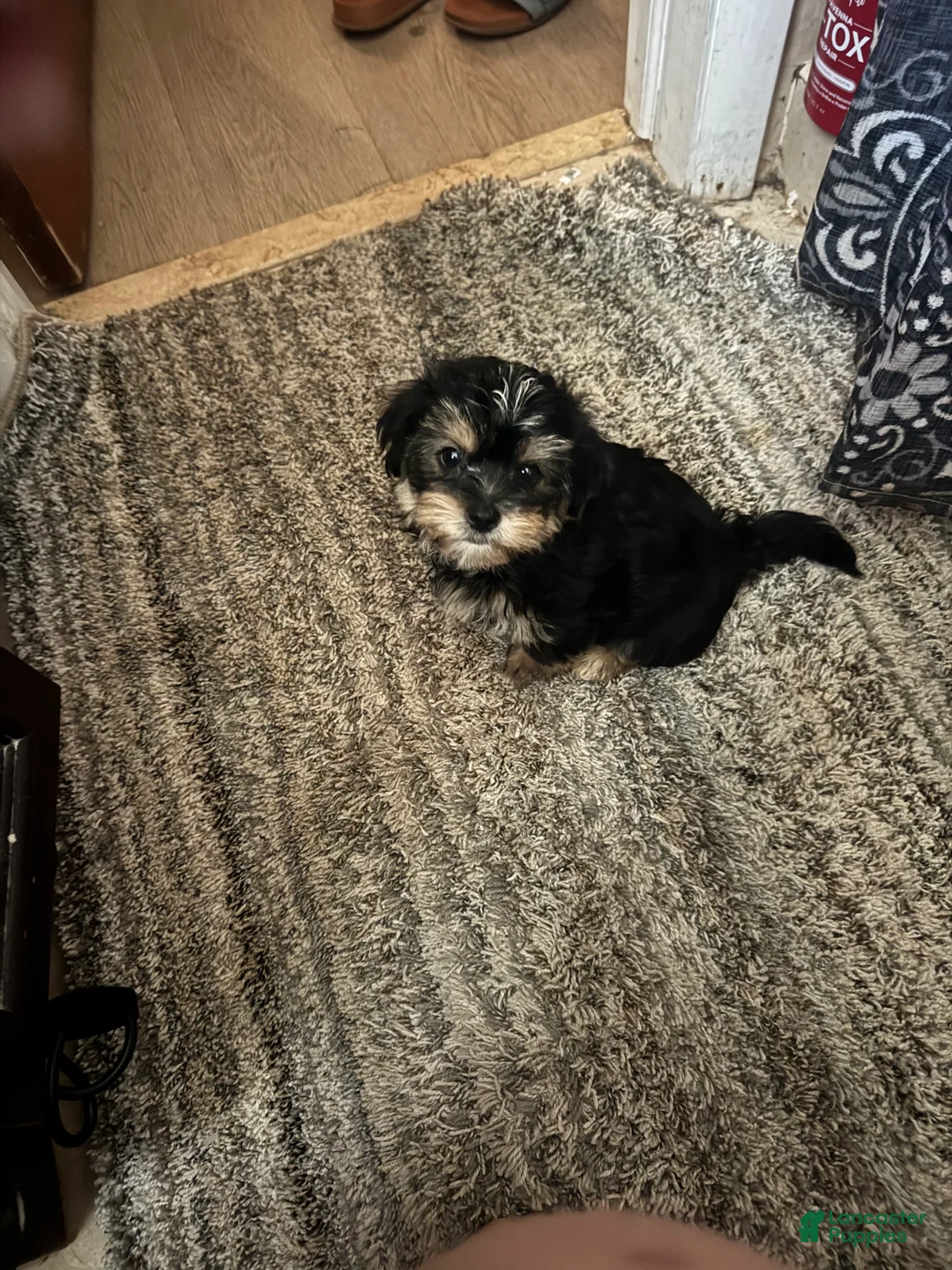 Morkie dogs for sale: Morkie 2 - Ad 2