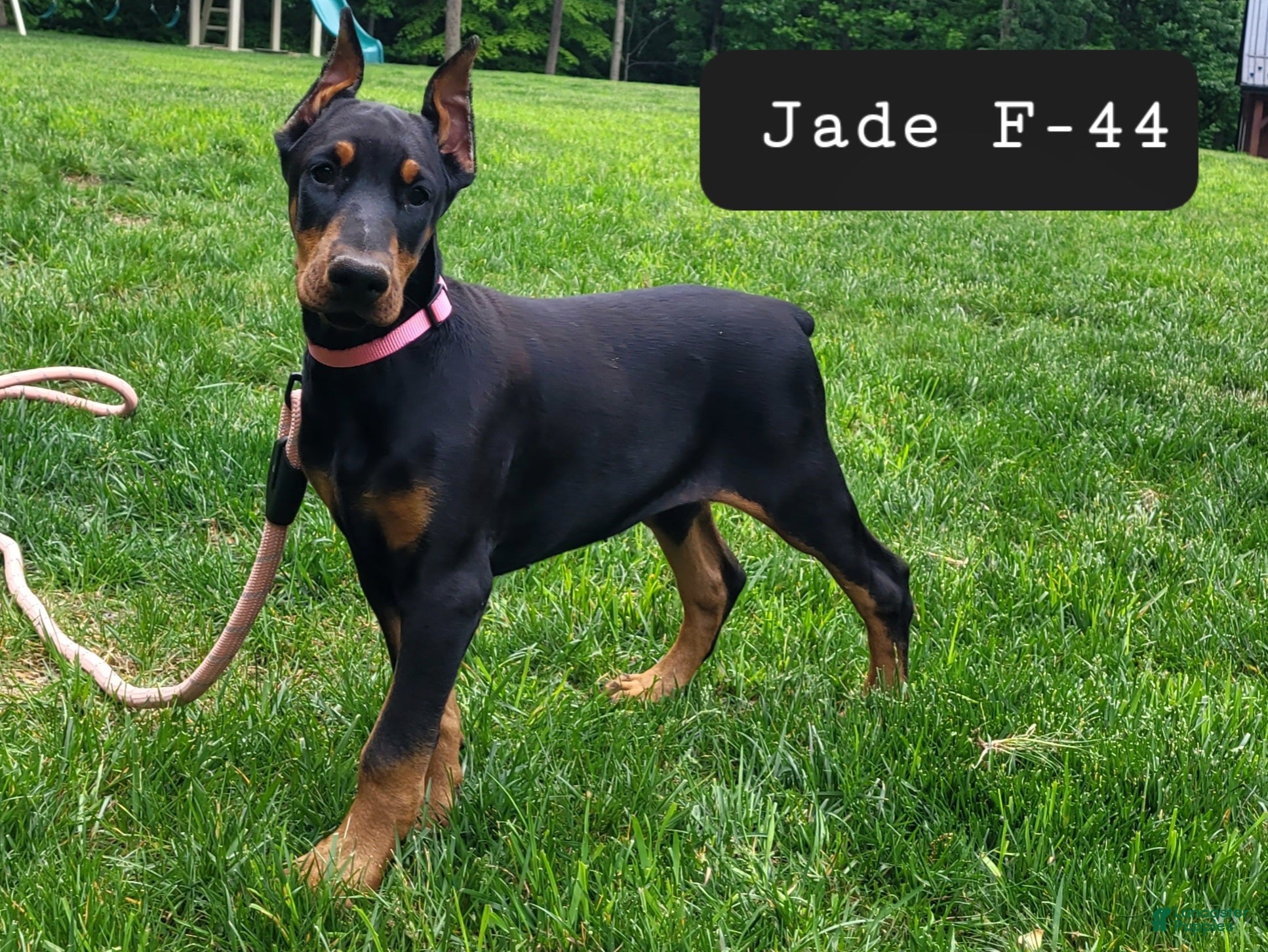 Doberman Pinscher dogs JADE - Ad 35