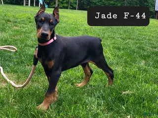 Doberman Pinscher dogs JADE - Ad 35