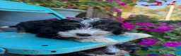 Mini Bernedoodle dogs for sale: Dexter - Ad 4