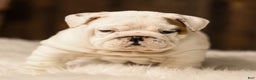 English Bulldog dogs for sale: Frosty - Ad 3
